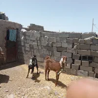 بزکره|حیوانات مزرعه|هامون, |دیوار