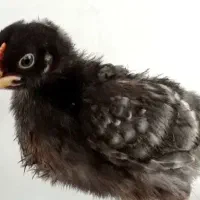 جوجه امروک دو هفته ای