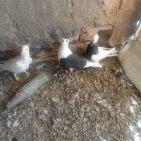 کفتر پرشی ورضرب وجفکا