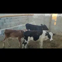 فروش گوساله نر