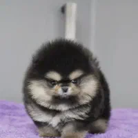 پامرانین بسیار ریز خرسی تیپ عروسکی|سگ|اصفهان, باغ زرشک|دیوار