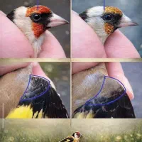 نامه بر همدانی|حیوانات|کرمانشاه, |دیوار