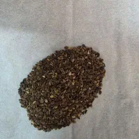 کنجد بوجاری شده