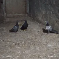صید کبوتر