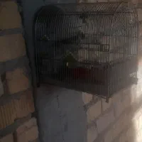 سهره کرمونی