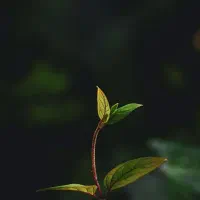 وام مهربانی ، گیرنده