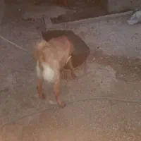 کهره نر فروشی