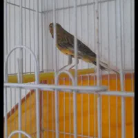 قناریمست زیبا و کشیده سبز