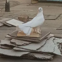 کفتر تهرانی