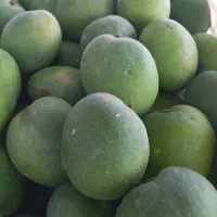 انبه درجه1 برنطین