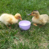 دو عدد جوجه اردک سالم وسرحال