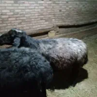 سه عدد قوچ قره قزیل افشای اصل|حیوانات مزرعه|اهر, |دیوار