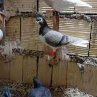 سه تا نر|پرنده|فیروزه, |دیوار