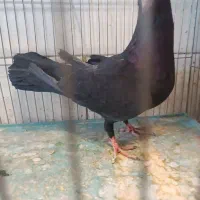 کلاغ ماده|پرنده|بم, |دیوار