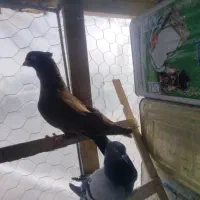 سرخ چش نوک سبز