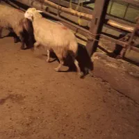 یک عدد بره ماده رومانوف|حیوانات مزرعه|بروجرد, |دیوار