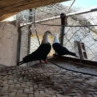 جفت سرسفید کلایی زمانت تخم جوجه 4500