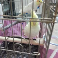 سخنگو رخ به رخ