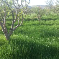 باغچه-باغ-سیب