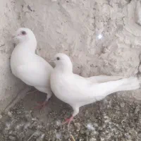 سفید پاک کرمانی پر