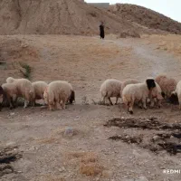 بره|حیوانات مزرعه|سیوان, |دیوار