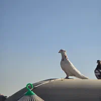 کبوتر|پرنده|مشهد, هفت تیر (حافظ)|دیوار