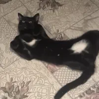 گربه گم شده