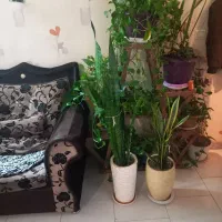 گل وگیاه آپارتمانی واستند جا گل ۹تاگلدون