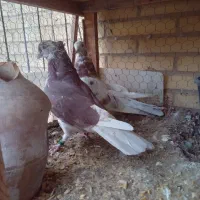 کفتر پرشی درجه یک|پرنده|یزد, |دیوار