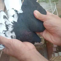 جفت رنگی