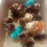 جوجه محلی ۱۰ روزه