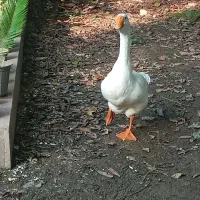 قوغاز میکس لیندا و خالماگوری