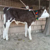 دو عدد گوساله سیمینتال نر جنس اصل تمیز از گاو|حیوانات مزرعه|آق قلا, |دیوار