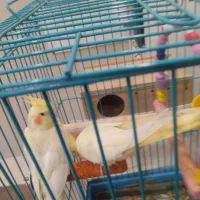 فروش یک جفت عروس هلندی سرحال|پرنده|اهواز, سپیدار|دیوار