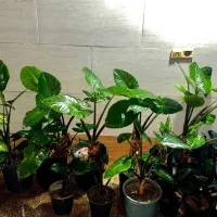 گل و گیاه آپارتمانی با بهترین قیمت برای روز معلم