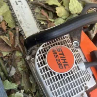 خریددرختان خشک