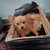 سگ پامراین ماده همراه توله