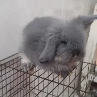 خرگوش|موش و خرگوش|قائمشهر, |دیوار