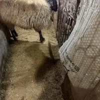 قوچ افشاری|حیوانات مزرعه|خوانسار, |دیوار