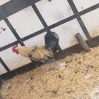 تلویزیون خروس جوان