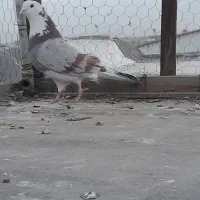 کبوتر شازده قرمز معاوضه با کفتر پلاکی ماده ۵تا