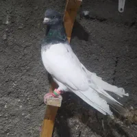کبوتر آلمانی و رنگه|پرنده|مشهد, هفده شهریور|دیوار