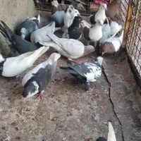 ۱۸ الی ۱۹ کفتر پرشی قشنگ