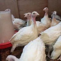 جوجه بوقلمون