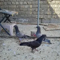کفتر جوجه پلاکی بوم ندیده