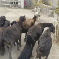 میش|حیوانات مزرعه|هشتگرد, تهران دشت|دیوار