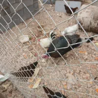 فروش بوقلمون و جوجه خروس محلی