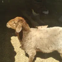 بره نر هتروخون گیری شده مناسب برای نسل کشی کیلو۸۵۰
