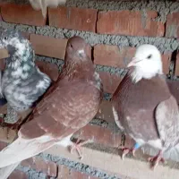 چهل کبوتر|پرنده|نقده, |دیوار