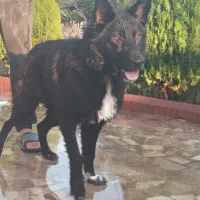 سگ ژرمن بلک